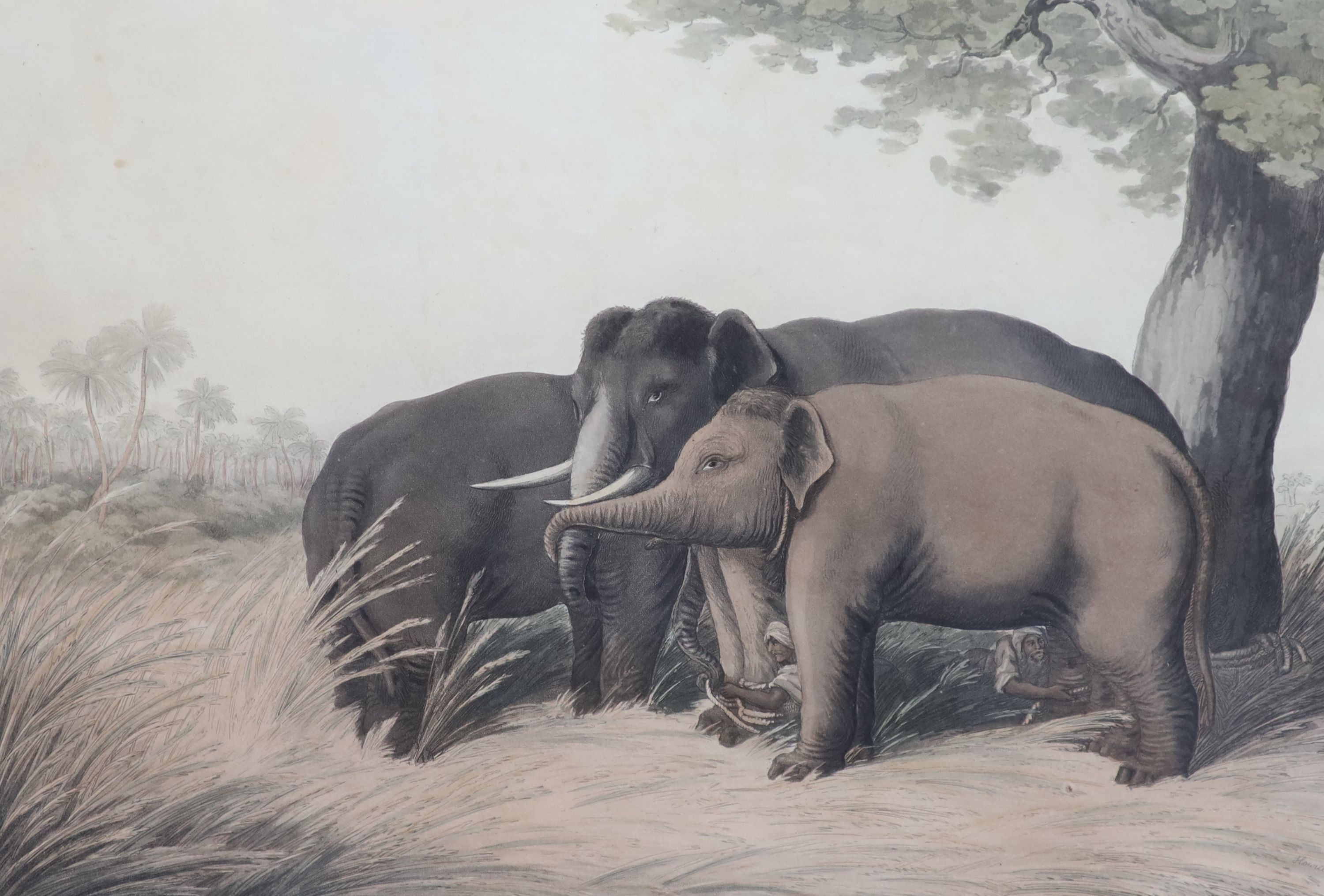 After Samuel Howett and Captain Thomas Williamson, Driving a tiger out of a jungle, Decoy elephants catching a male, A tiger prowling through a village and Shooting at the edge of a jungle, hand-coloured aquatints (4), 3